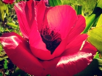 Red poppy to make the gods weep