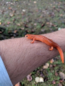 Red Salamander in North Carolina 