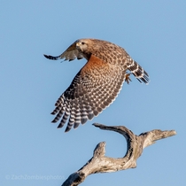 Red shouldered hawk at green cay wetlands in south Florida