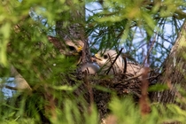 Red shouldered hawk nest