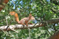 Red squirrel Sciurus vulgaris 