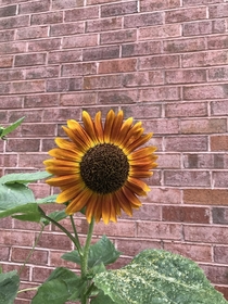 Red Sun Sunflower helianthus annuus 