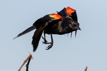 Red-winged blackbird 