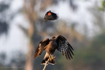 Red-winged blackbird annoying a snail kite