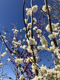 Redbud and whitebud trees blooming together