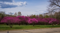 Redbud trees blooming in Michigan