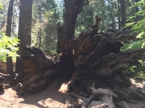 Redwood roots Big Sur 