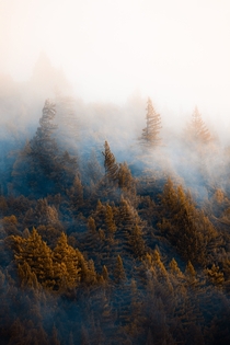 Redwood State Park California 