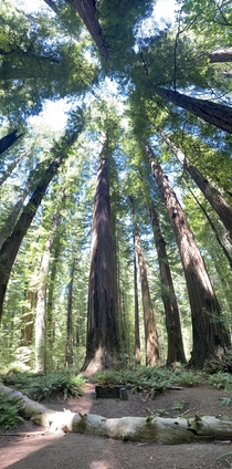 Redwoods by me Justin Falk OC