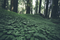 Redwoods ground cover 