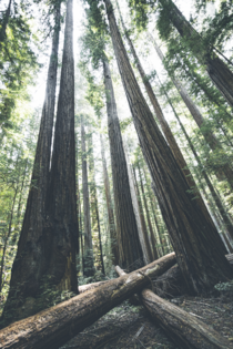 Redwoods Humboldt Ca 