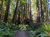 Redwoods in Humboldt Redwoods State Park 