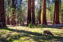 Redwoods in Mariposa Grove California 