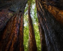 Redwoods of Big Basin California 