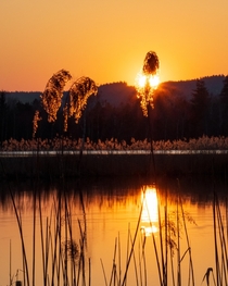 Reed sunset Germany 