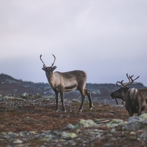 Reindeer in Helagsfjllen Sweden