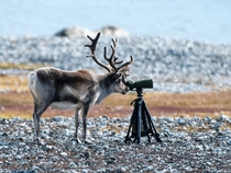 Reindeer photographer Rangifer tarandus photograph by Roget Stuart Hilton 