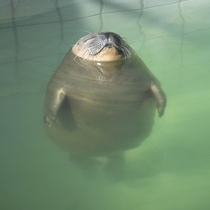 Relaxed seal in the pool 