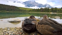 Relaxing Ducks - Patricia Lake Jasper National Park 