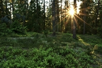 Relaxing sunset in a Swedish forest 