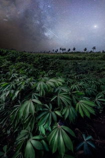 Remote Cassava Plantation under the stars Cape Verde Africa 