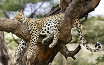 Resting jaguar x