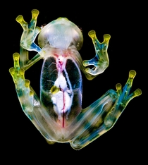 Reticulated Glass Frog Hyalinobatrachium valerioi by Peter Forster 