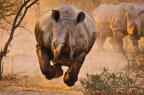 Rhinoceros is charging