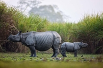 Rhinoceros mother and calf 