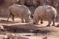 Rhinos facing off