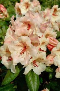 Rhododendron Viscy Photo credit to Jimmy Turner