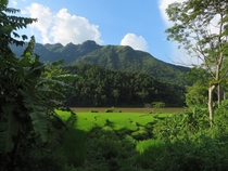 Rice field during golden hour in Ha Giang Vietnam 