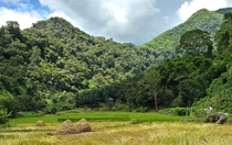 Rice growing in a clearing surrounded by tropical rainforest Xishuangbanna China 