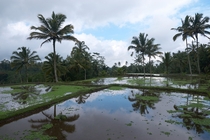 Rice paddies Bali Indonesia 
