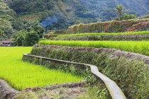 Rice paddies in Hapao Philippines