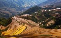 Rice terraces in Guangxi China 
