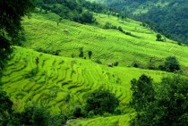 Rice terraces Irkhuwa Valley far Eastern Nepal 