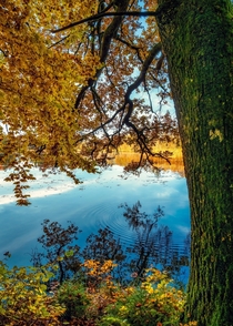 Ripe beechnuts dropping into the lake with each passing minute create a lovely autumn atmosphere Germany 