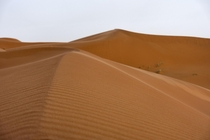 Ripples in Sand Dunes Merzouga Morocco 