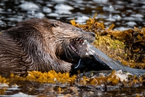 River Otter Eating Halibut 