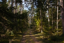 Road through the trees Estonia 