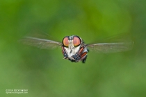 Robberfly in flight Asilidae by Nicky Bay 