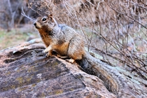Rock Squirrel Otospermophilus variegatus Zion Nat Park 