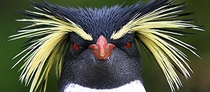 Rockhopper penguin