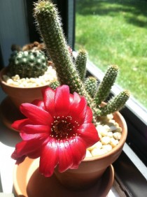 Roommates cactus bloom 