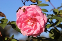 Rosa Hybrid Beverly Rosaceae So beautiful