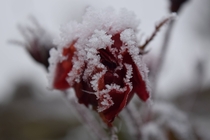 Rose covered in Snow 