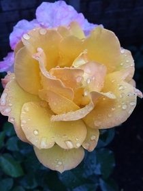 Rose garden after some rain 
