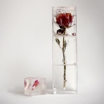 Rose in the ice