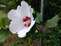 Rose of Sharon-- Hibiscus Syriacus